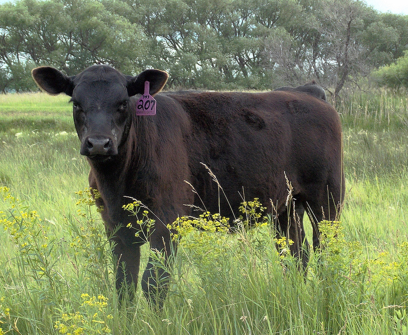 Mature female cow